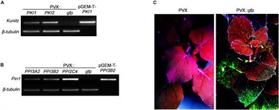 Heterologous Expression of PKPI and Pin1 Proteinase Inhibitors Enhances Plant Fitness and Broad-Spectrum Resistance to Biotic Threats